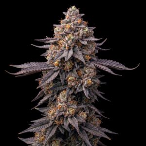Aura Hash