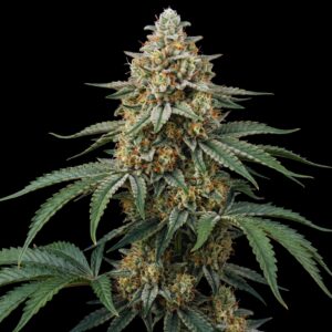 Banana OG