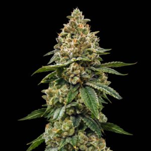 Biker Kush