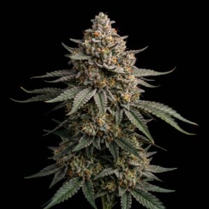 Biodiesel Auto