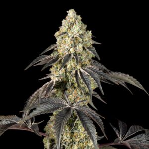 Black Cherry
