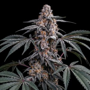Black Widow