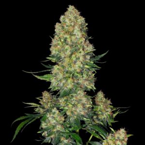 Blue Russian