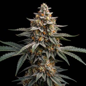 Blueberry Auto