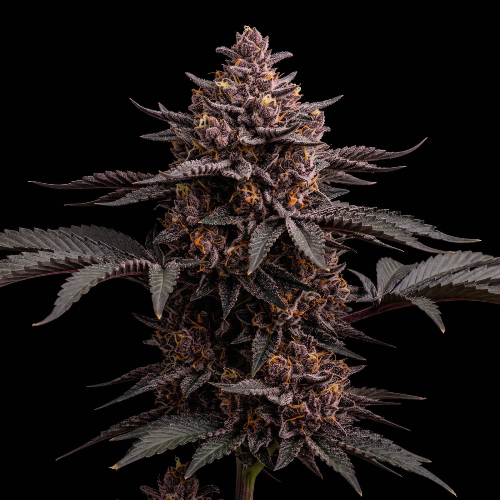 Blueberry Cheesecake