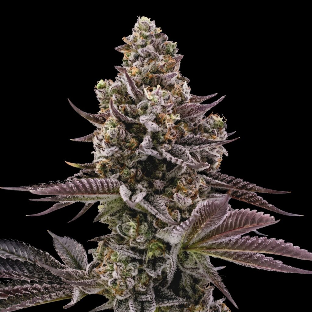 Blueberry Muffin