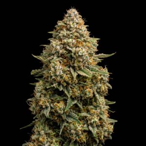 Bruce Banner