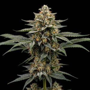 Bubblegum Auto