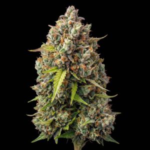 Bubblegum Auto