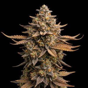Candy Kush