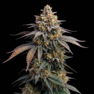 Candy Kush Auto