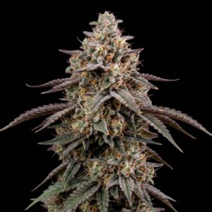 Cereal Milk Auto
