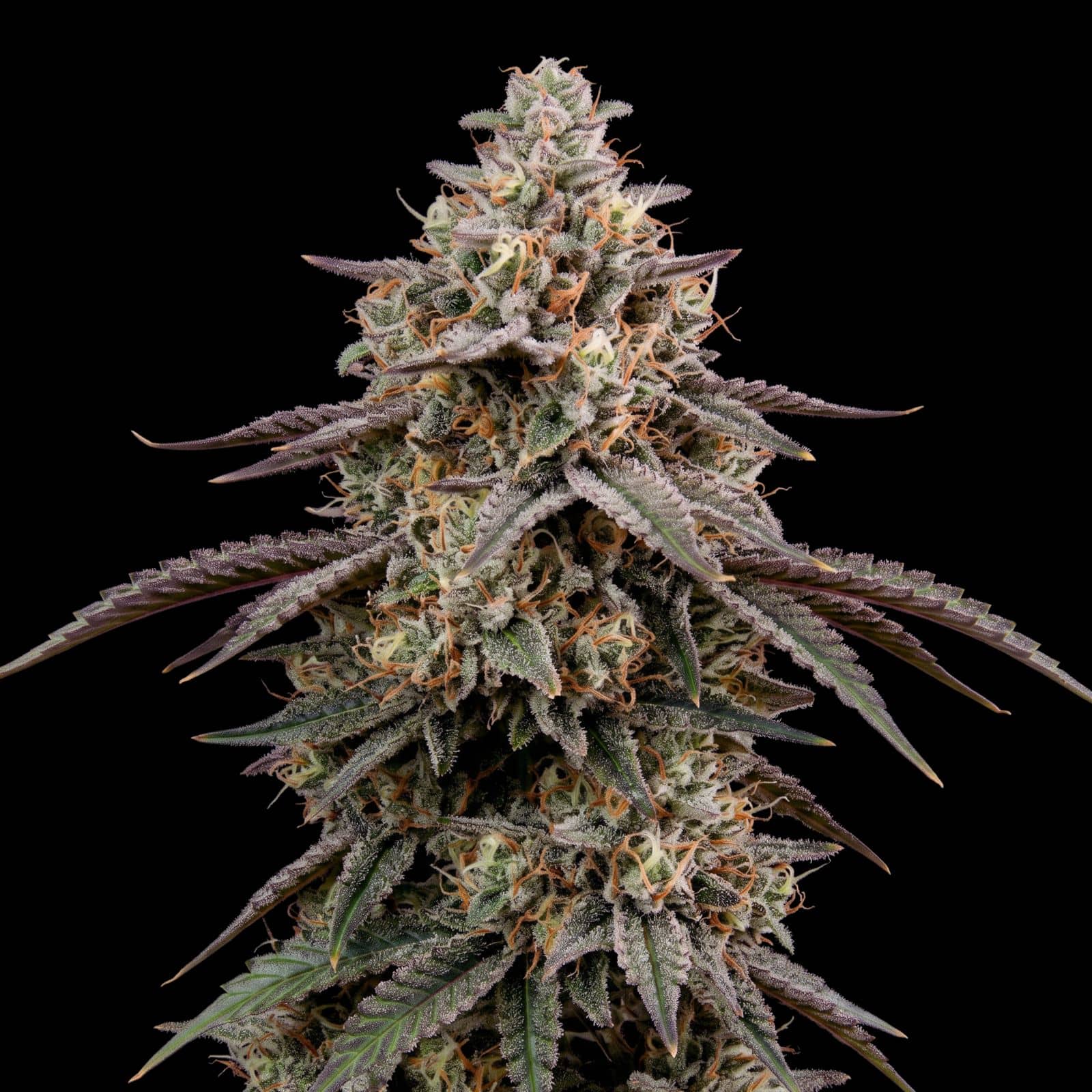 Cereal Milk Auto
