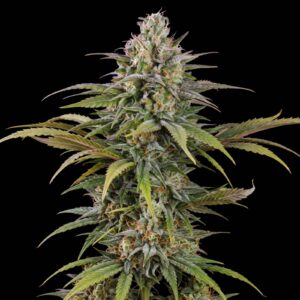 Cheese Auto