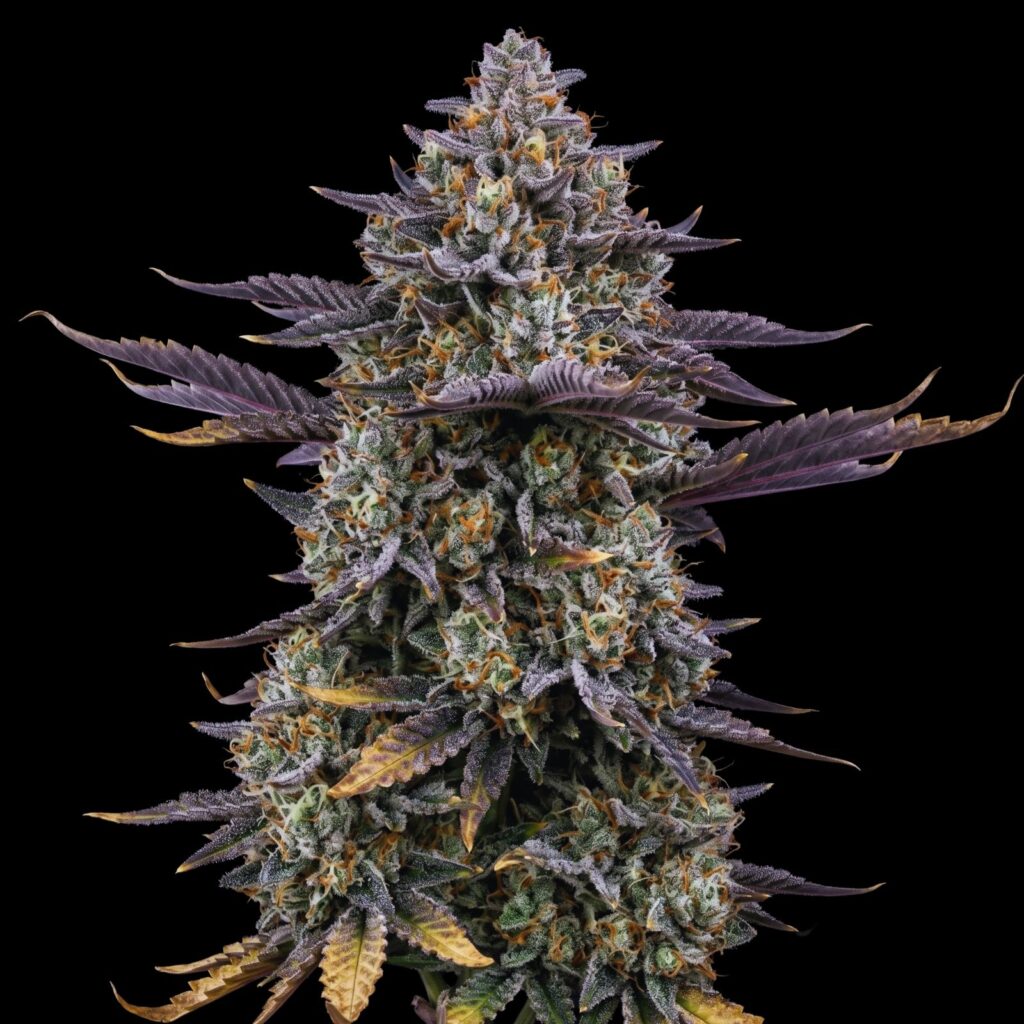 Cheese Train Haze