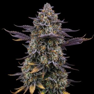 Cheese Train Haze