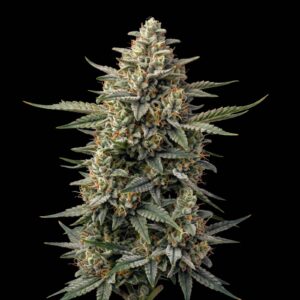 Cheese XXL Auto