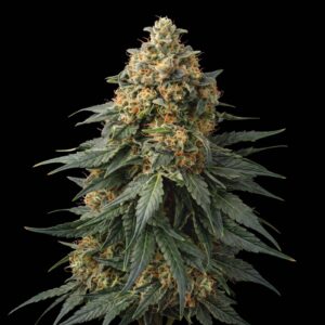 Chemdawg #4