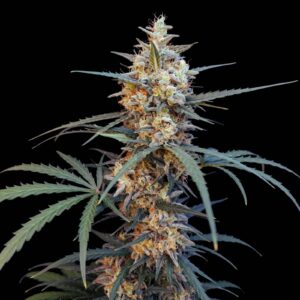 Chemdawg Auto