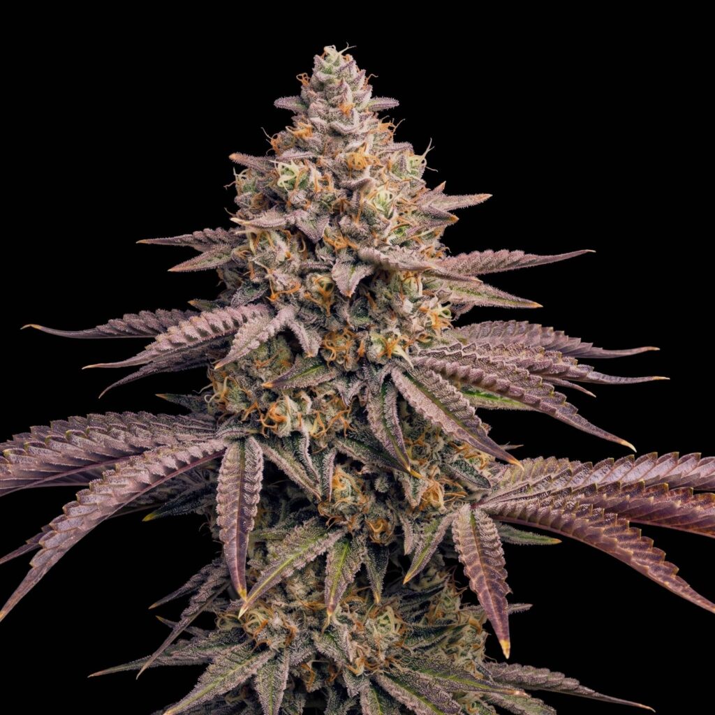 Chocolate Chips