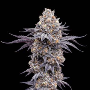 Chronic