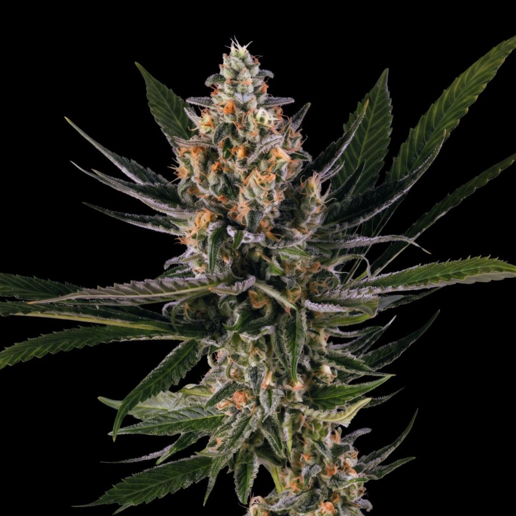Colombian Haze