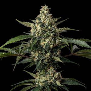 Cookies NL Auto