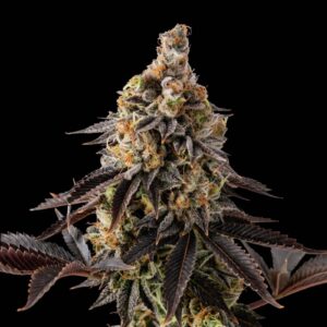 Cookies NL Auto
