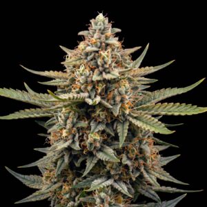 Critical 2.0 Auto
