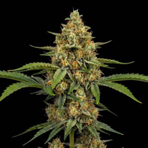 Critical Green