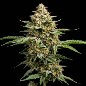 Critical Green CBD