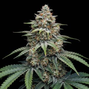 Critical Kush Auto