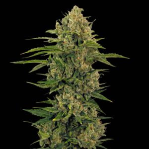 Critical OG Auto