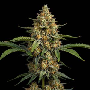 Critical Regular