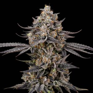Crystal Bud XL Auto