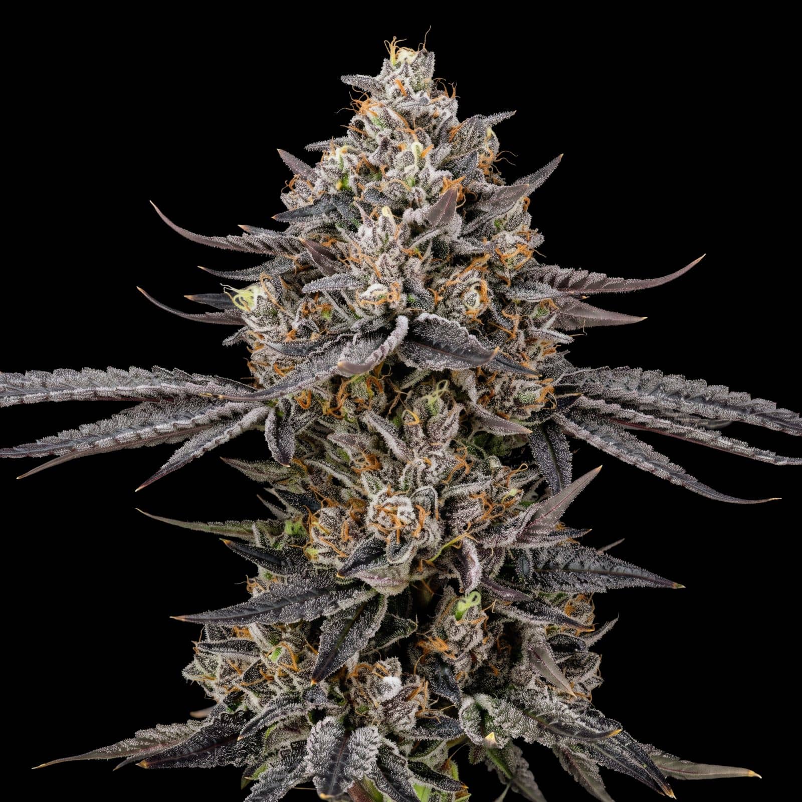 Crystal Bud XL Auto