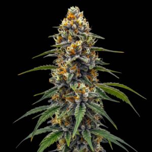 Durban Poison