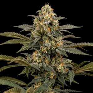 Early Skunk