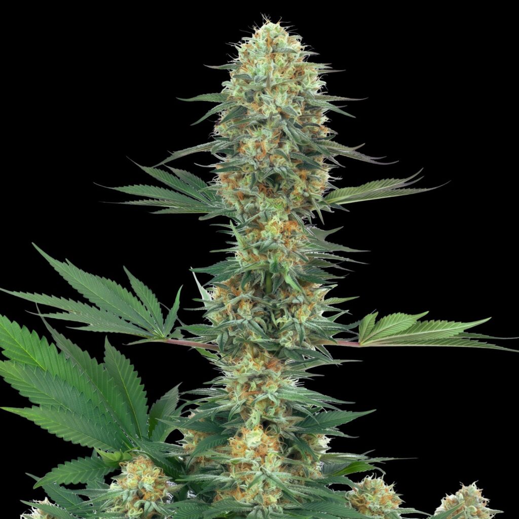 Gelato