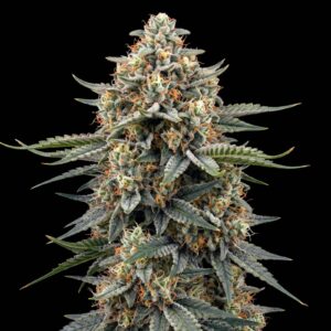 Gelato Auto