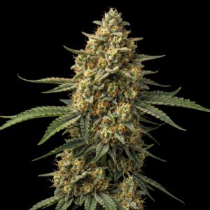 Girl Scout Cheese