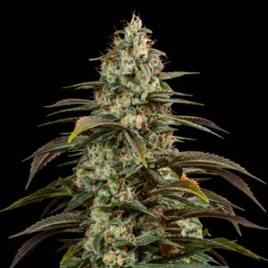 Girl Scout Cookies