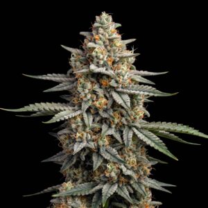 Girl Scout Cookies Auto
