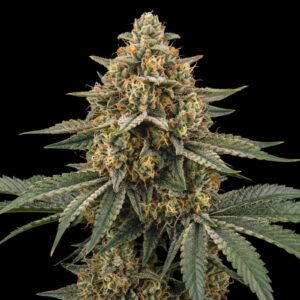 Gorilla Glue Auto