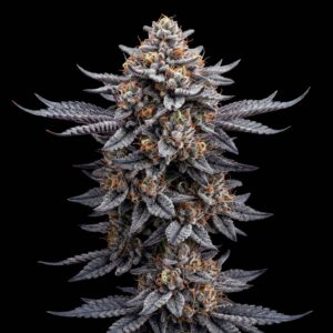 Gorilla Glue CBD Auto