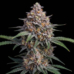 Gorilla Punch Auto