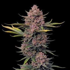 Gorilla Punch Auto