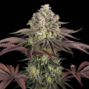 Grandaddy Purple