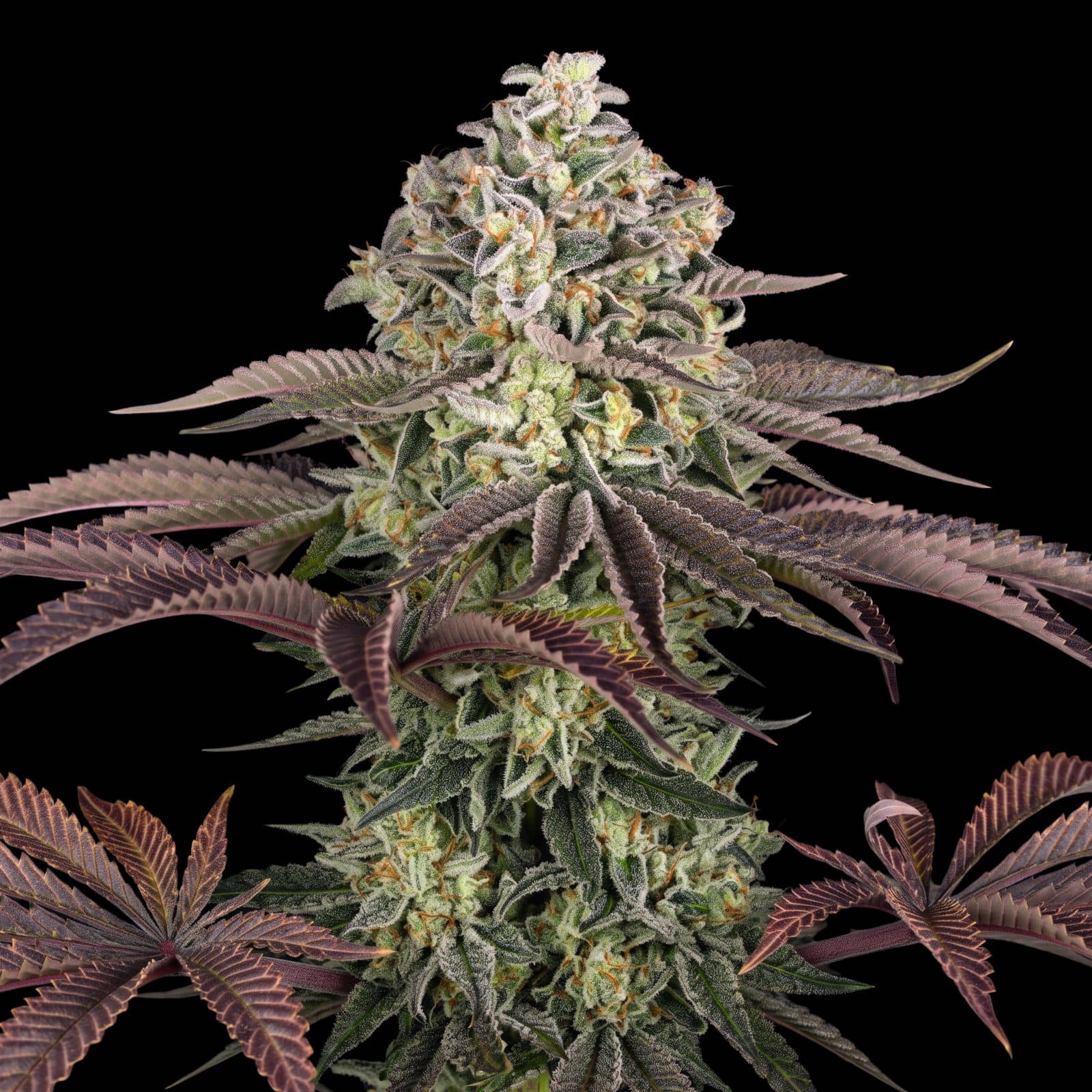Grandaddy Purple