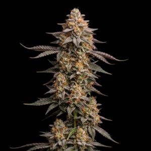 Grape Ape